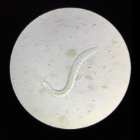 Ep 71: Chameleon Parasites with Sean McCormack MVB