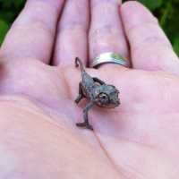 Ep 2: Surprise! Chameleon Babies!! Yay!...Yikes!!