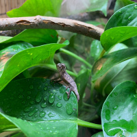 Buying a Chameleon Egg