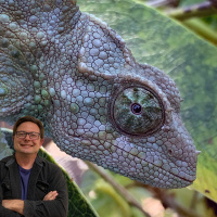 What Sunken-In Chameleon Eyes Mean