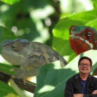 Panther Chameleon Care Summary