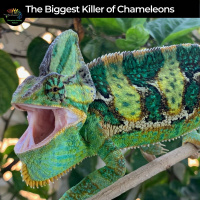 The Biggest Killer of Chameleons