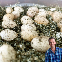 Chameleon Egg Diapause Experiments with Frank Payne