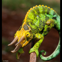 Jacksons Chameleons Natural Environment with Jan Stipala