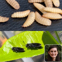 103: Black Soldier Flies with Lauren Goza
