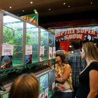 118: Reptile Shows  Chameleons