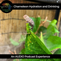 Chameleon Hydration and Drinking