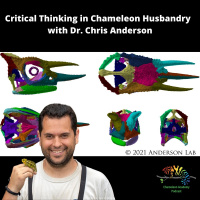 Critical Thinking with Chameleon Husbandry