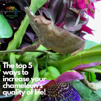Top Five Ways to Increase Your Chameleons Quality of Life!