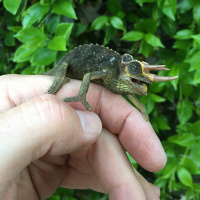 Ep 18: Wild Caught Chameleons  Acclimation
