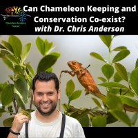 Can Chameleon Keeping and Conservation Co-exist?