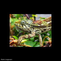 127: UVB For Montane Chameleons