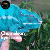 Chameleon Eye Issues