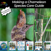 Making a Chameleon Species Care Guide