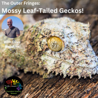 Mossy Leaf-tailed Geckos with Dave Bagshaw!