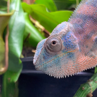 Five Most Asked Chameleon Questions