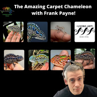 Carpet chameleons with Frank Payne