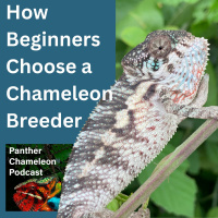 How Beginners Choose a Chameleon Breeder