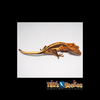 Crested Geckos with TikisGeckos