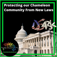Protecting Our Chameleon Community From New Laws