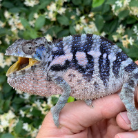 Chameleon Caresheet Confusion