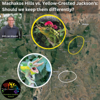 Should we keep Machakos Hills Jacksons and Xantholophus the same?