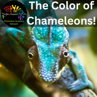 Chameleons and Color