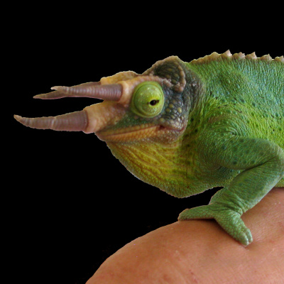 Chameleon Breeder Podcast With Bill Strand