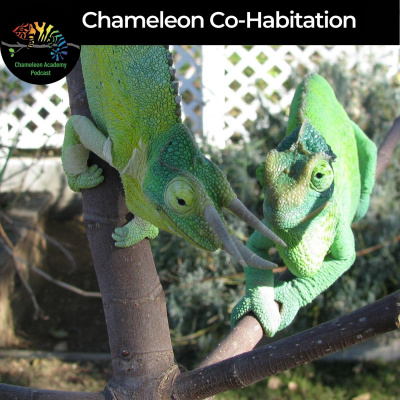 Chameleon Breeder Podcast With Bill Strand