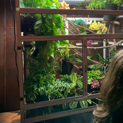 Chameleon Breeder Podcast With Bill Strand