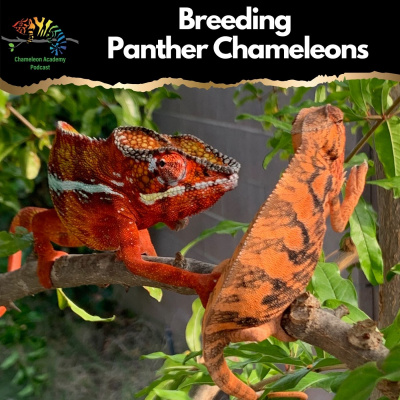 Chameleon Breeder Podcast With Bill Strand