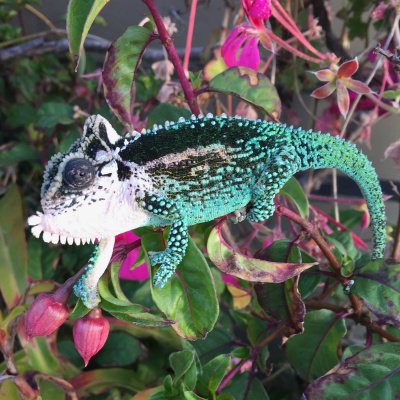 Chameleon Breeder Podcast With Bill Strand