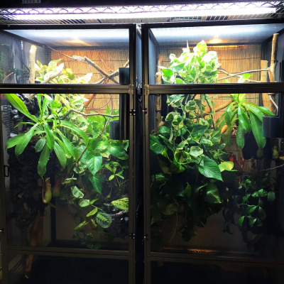 Chameleon Breeder Podcast With Bill Strand