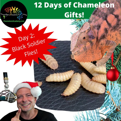 Chameleon Breeder Podcast With Bill Strand