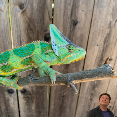 Chameleon Breeder Podcast With Bill Strand