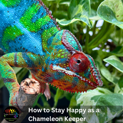 Chameleon Breeder Podcast With Bill Strand