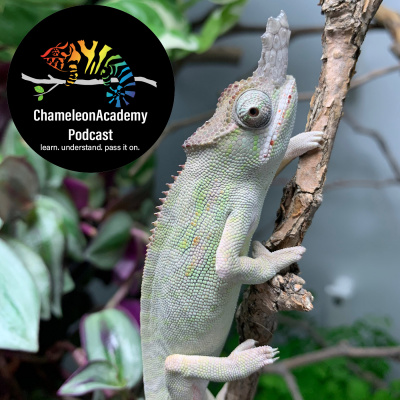 Chameleon Breeder Podcast With Bill Strand