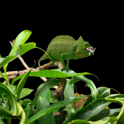 Chameleon Breeder Podcast With Bill Strand