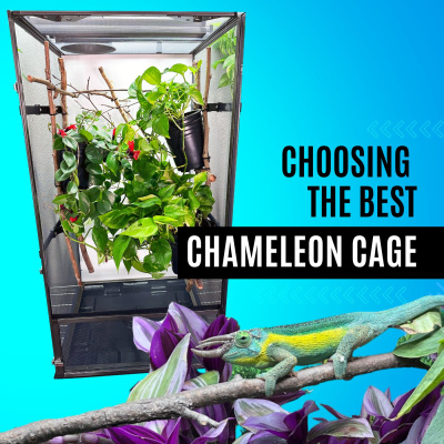 Chameleon Breeder Podcast With Bill Strand