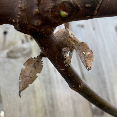 Chameleon Breeder Podcast With Bill Strand