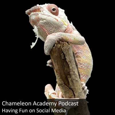 Chameleon Breeder Podcast With Bill Strand