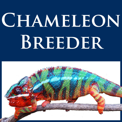 Chameleon Breeder Podcast With Bill Strand