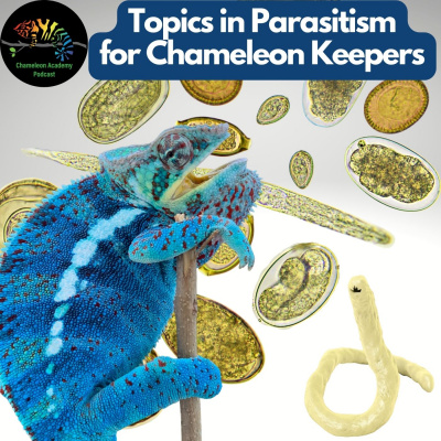 Chameleon Breeder Podcast With Bill Strand