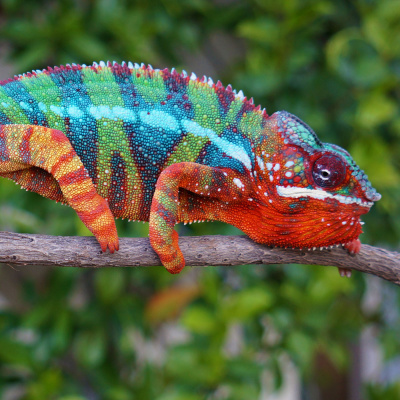 Chameleon Breeder Podcast With Bill Strand
