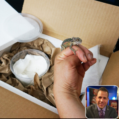 Chameleon Breeder Podcast With Bill Strand