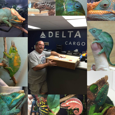 Chameleon Breeder Podcast With Bill Strand