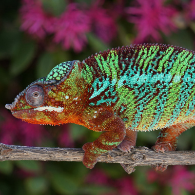 Chameleon Breeder Podcast With Bill Strand
