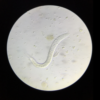 Chameleon Breeder Podcast With Bill Strand