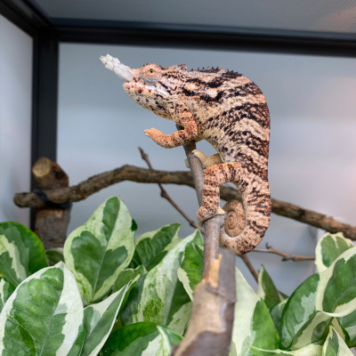 Chameleon Breeder Podcast With Bill Strand