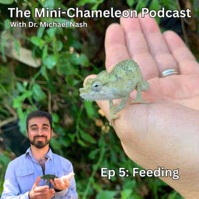 Chameleon Breeder Podcast With Bill Strand